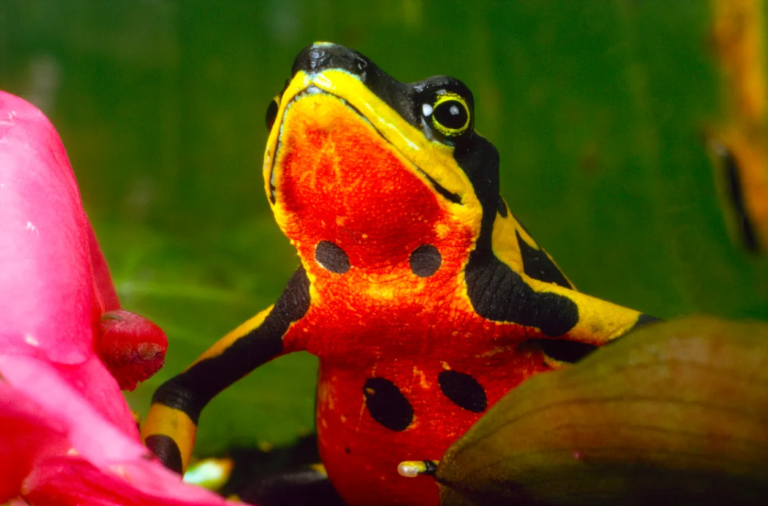 Rã-arlequim da Costa Rica posa para foto entre folhas de uma planta