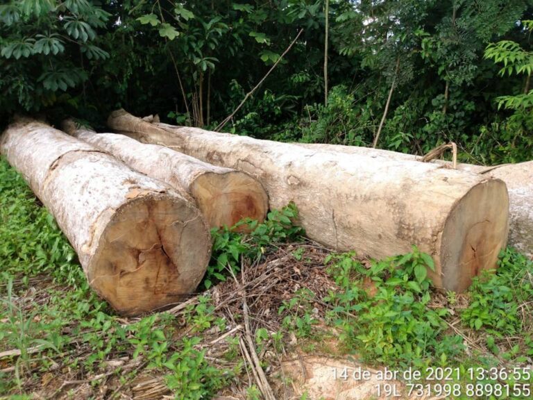 Quadrilha de RO que furtava madeira no AC  e ameaçava produtores é presa em operação