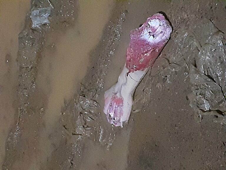 Na Capital, população aciona polícia ao encontrar ‘braço humano’ e PM descobre que era de boneco