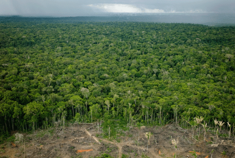 Acre está entre os 11 estados que mais desmataram em 2021, aponta relatório