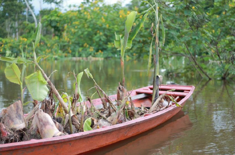 Produtores rurais já somam prejuízos de R$ 180 milhões por conta da cheia no Amazonas