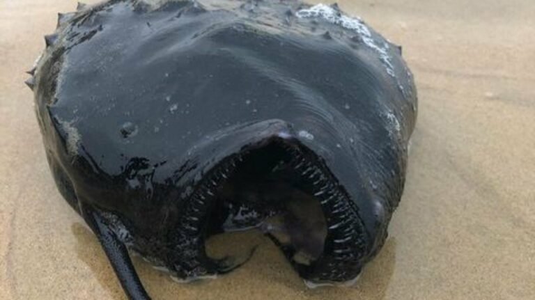 Criatura das profundezas do oceano é encontrada em praia nos EUA