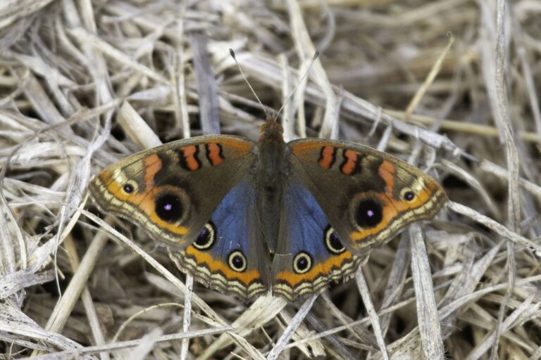 Conheça a borboleta que lembra a imagem de Nossa Senhora