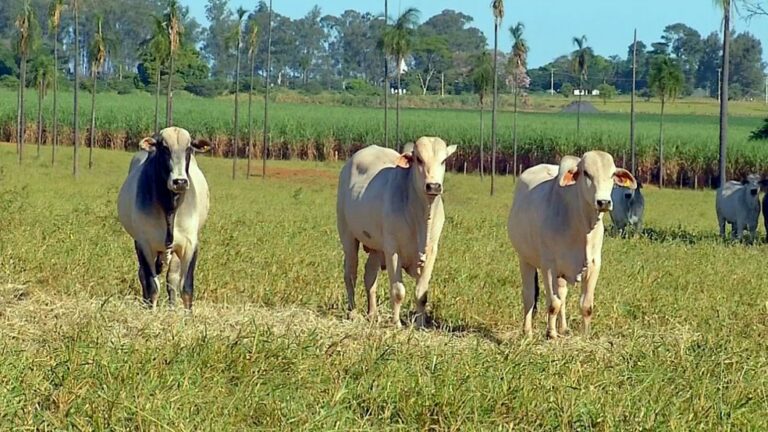 Homem é preso suspeito de chefiar organização criminosa que realiza furtos de gado