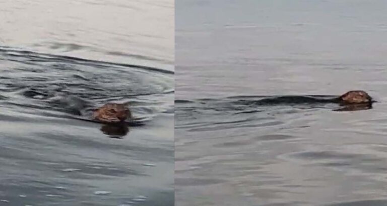 Onça é flagrada ao atravessar rio no interior do Amazonas; VÍDEO