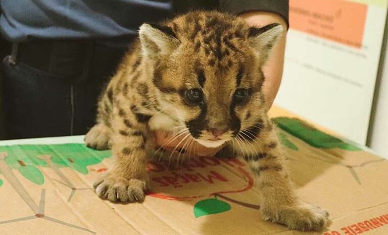 Conheça Pandora, a mais nova bebê-onça do Parque Chico Mendes, em Rio Branco