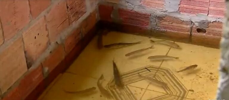 Peixes invadem casa de Manaus atingida pela cheia do Rio Negro