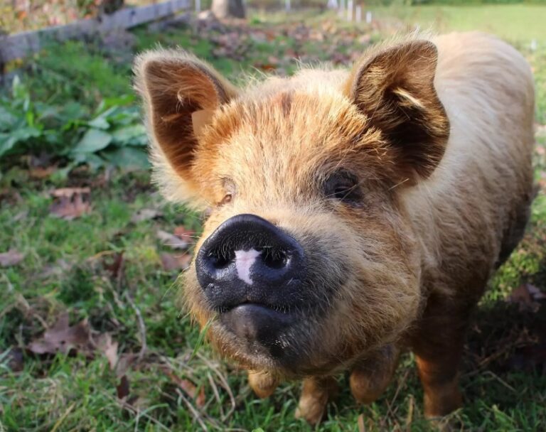 Porcos podem respirar pelo anus – e talvez humanos também consigam