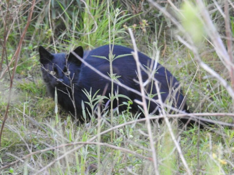 Gato-palheiro melânico é flagrado em em parque estadual; entenda o fenômeno