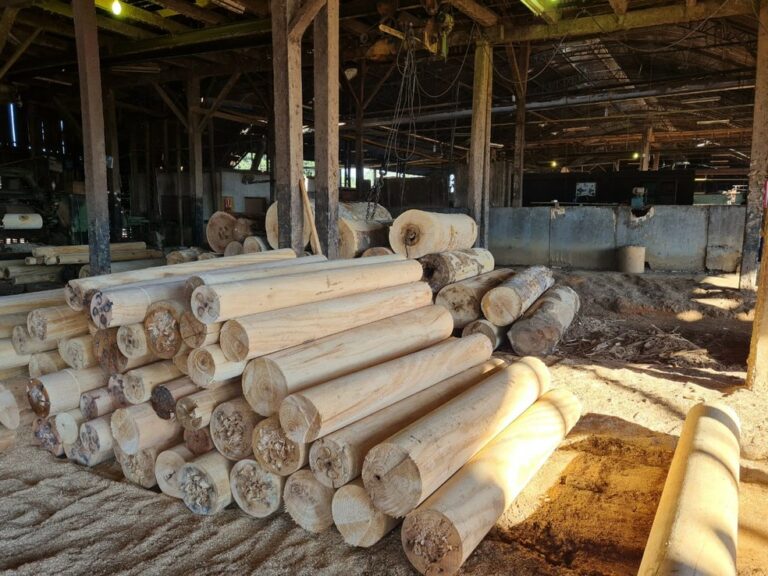 Operação da PF investiga extração e comercialização ilegal de madeira em terras indígenas