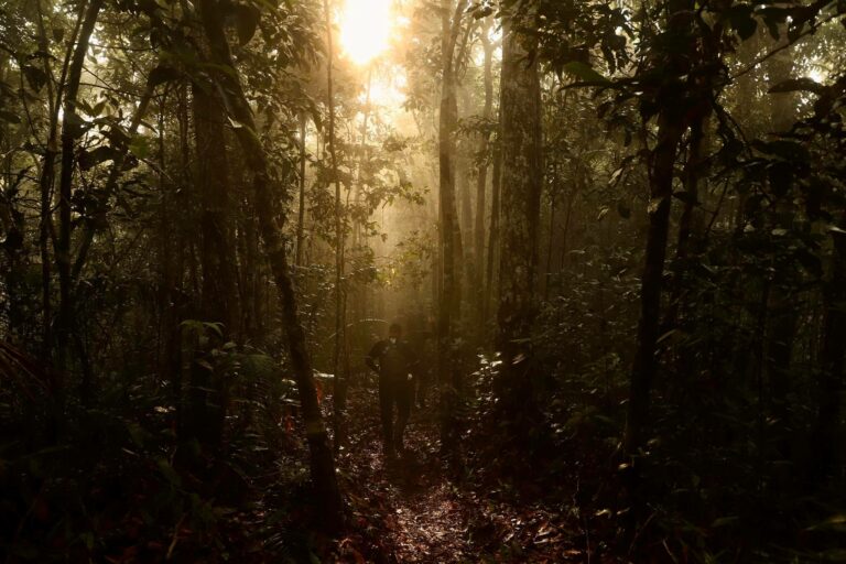 Trilha no Parque Nacional da Serra do Divisor