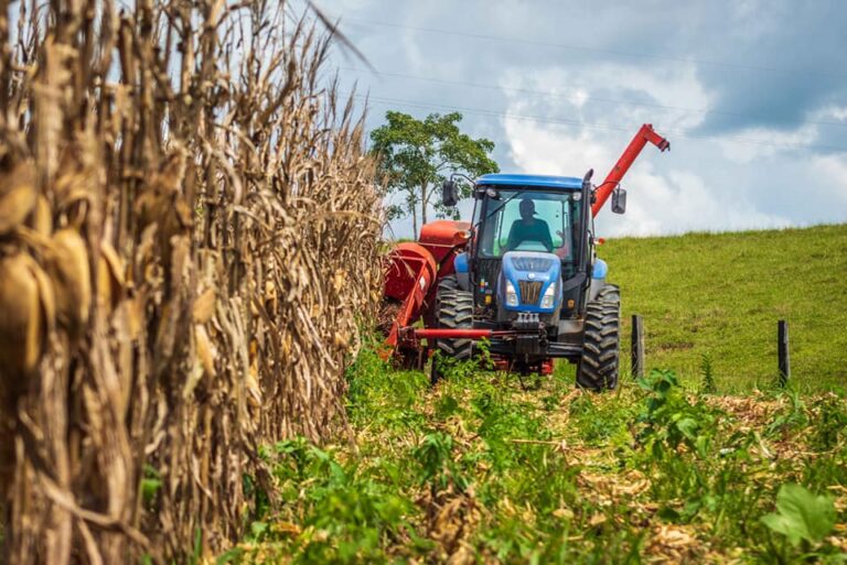 Prefeitura de Brasileia comemora colheita de safra de milho com a produção de mais de 28 mil sacas