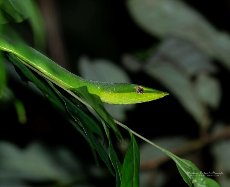 Cobra-verde fotografada no interior do Acre