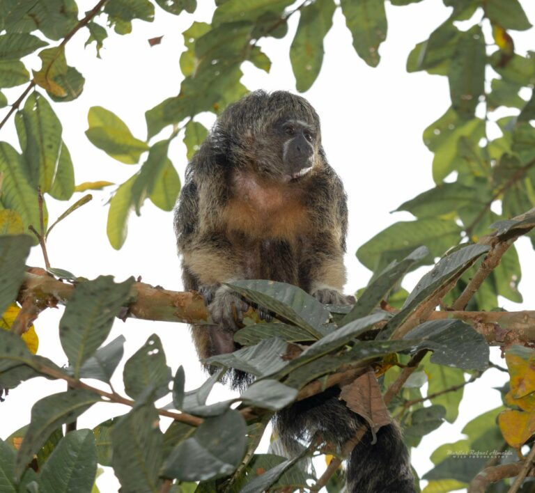 Parauacu fotografado no Riozinho da Liberdade, em Tarauacá