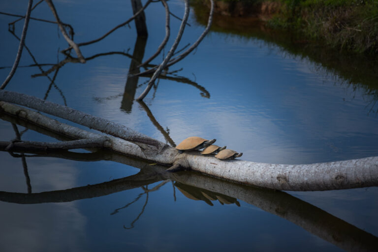 Banho de sol das tartarugas no interior do Acre