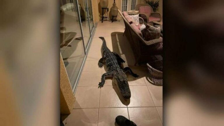 Casal se surpreende ao acordar com um enorme jacaré dentro de casa