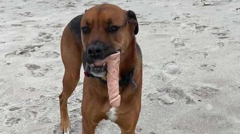 Cachorro encontra sex toy em passeio na praia
