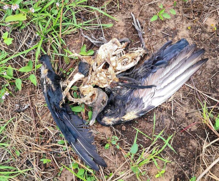 PF passa a investigar mortes de 20 animais no Pantanal MS