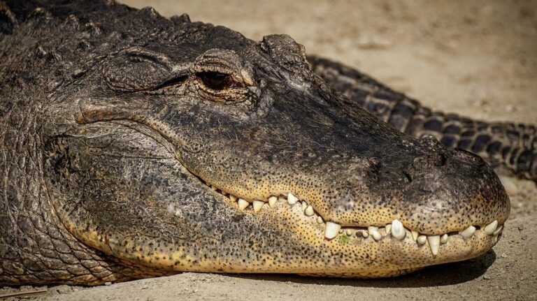 Em passeio com cachorro, mulher é atacada por um jacaré de mais de 2 metros