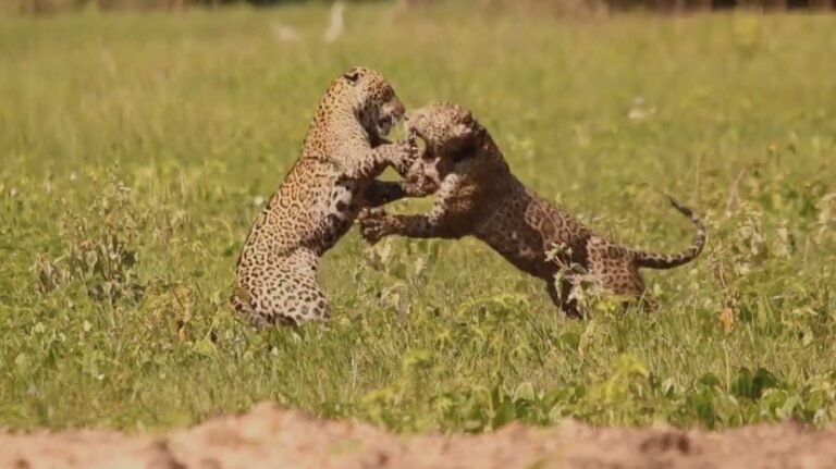 VÍDEO: Onças-pintadas brigam para proteger filhote no Pantanal-MS