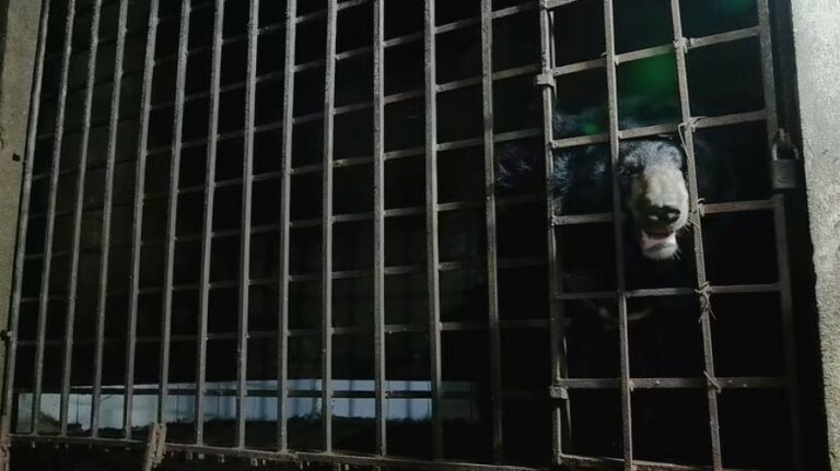 Ursos são resgatados depois de passarem 17 anos presos em porão no Vietnã