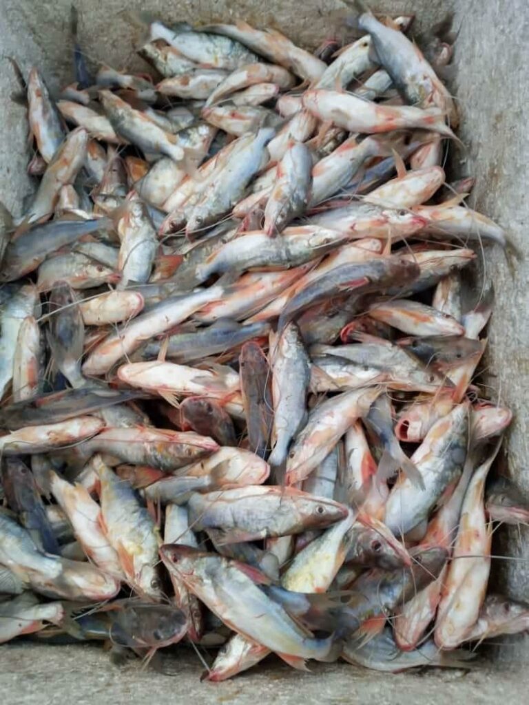 Duas toneladas de mandim chegam a Sena Madureira; quilo do pescado é vendido a R$ 20