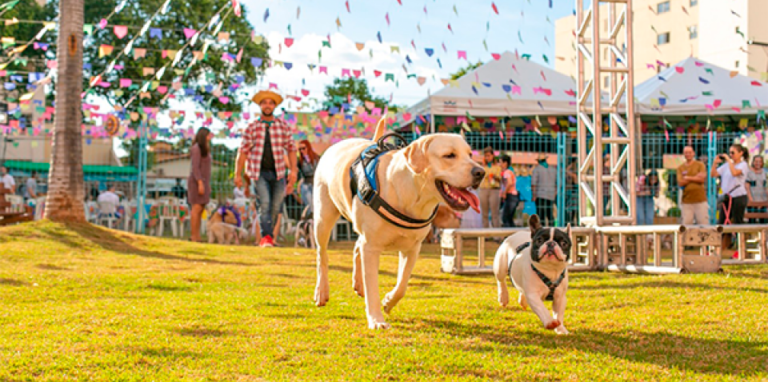 Capital faz arraial de adoção pet on-line por uma semana