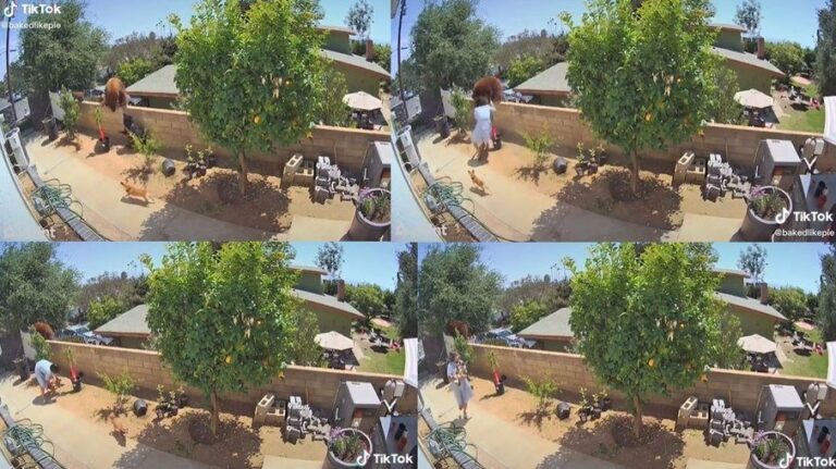 Vídeo: mulher enfrenta urso para proteger seus cachorros