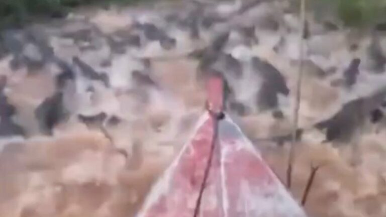 Veja viral na web de homem em rio repleto de jacarés no Pantanal