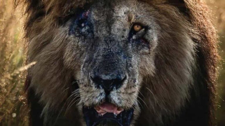 Scarface, o leão mais famoso do mundo, morre aos 14 anos