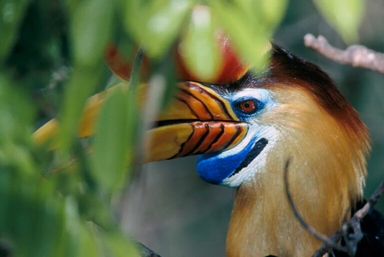 Um calau Aceros cassidix se esconde no dossel na ilha indonésia de Sulawesi