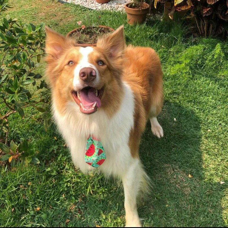 Recompensa de R$ 1 mil é oferecida a quem encontrar Tobias