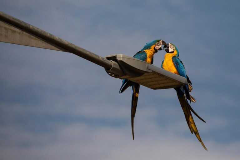 Concurso “Cine Aves MS 2021” abre inscrições de curtas-metragens