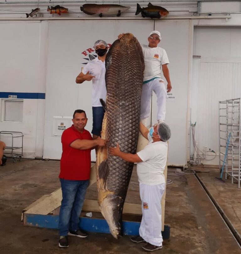 Pirarucu gigante com 2,9 m e pesando 220 quilos é capturado por ribeirinhos em rio no Amazonas