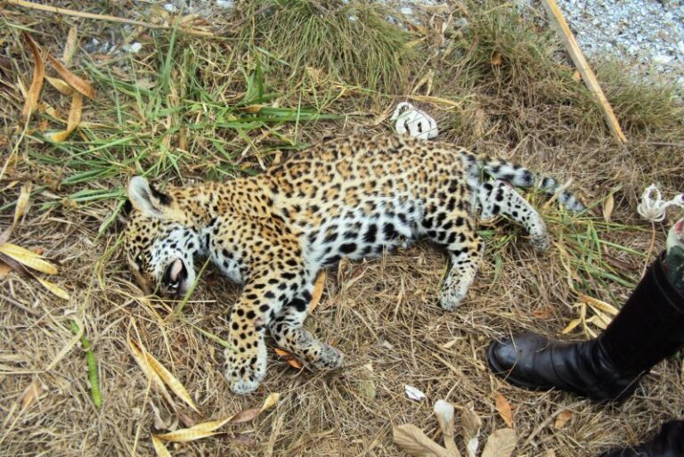 Pantanal de MS tem 20 animais encontrados mortos por possível envenenamento