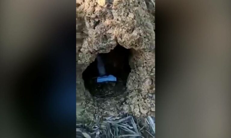 Vídeo: Policiais encontram vela com nome de Lázaro durante buscas a serial killer no mato