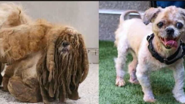 A incrível transformação de um cão que foi acolhido num abrigo; vídeo