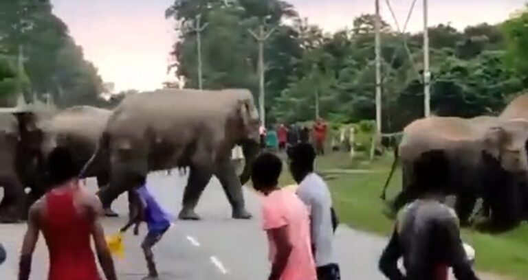 Homem morre pisoteado na Índia por elefante que se sentiu provocado