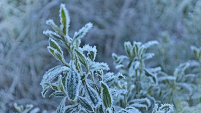 Neve no RJ, recorde em SP e -25°C no Sul? Como a ciência explica frio extremo que deve chegar ao Brasil