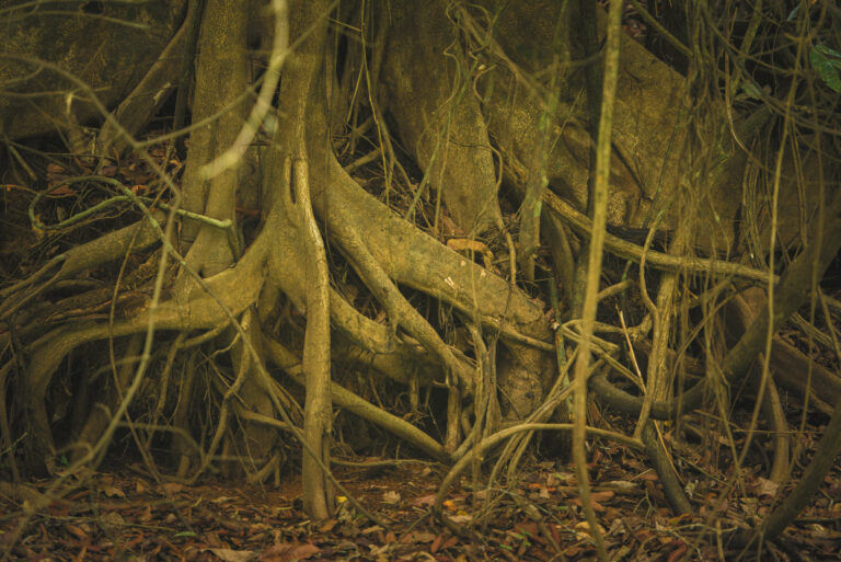 Raízes no Rio Croa, em Cruzeiro do Sul
