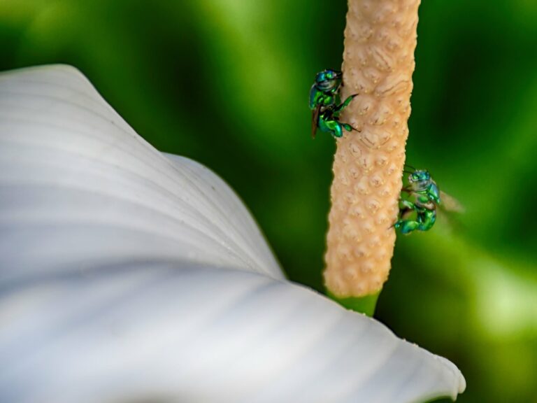 Abelhas verdes no lírio da paz