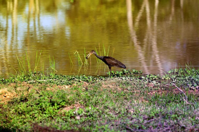 Pássaro no lago da Ufac