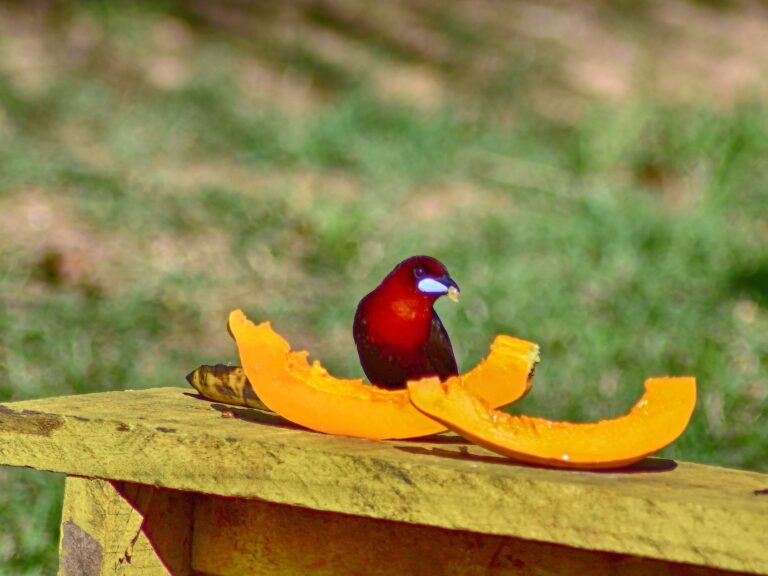 Filhote de pipira no Acre