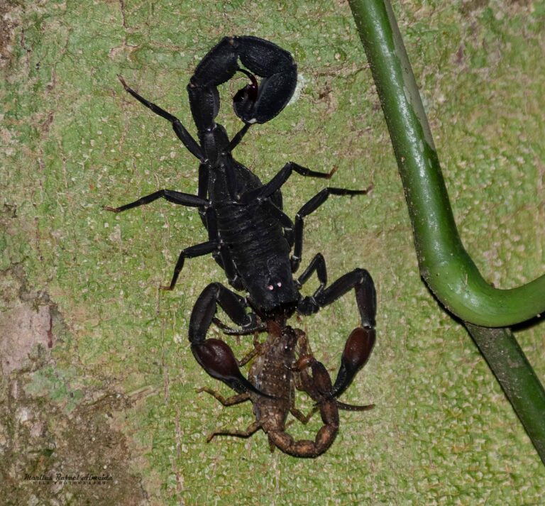 Encontro de diferentes espécies de escorpião no interior do Acre