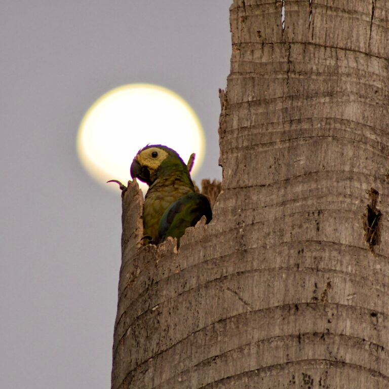 Maracanã-do-buriti fotografada no Acre