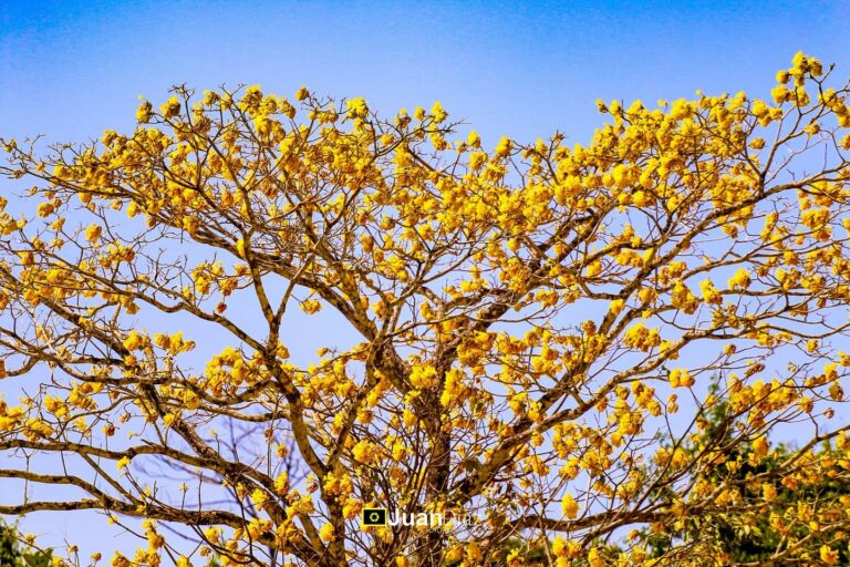 Ipê amarelo em Rio Branco