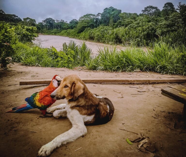 Amizade entre arara e cachorro no Acre