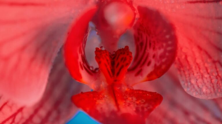 Especialistas explica porque o estímulo do clitóris faz bem para o corpo