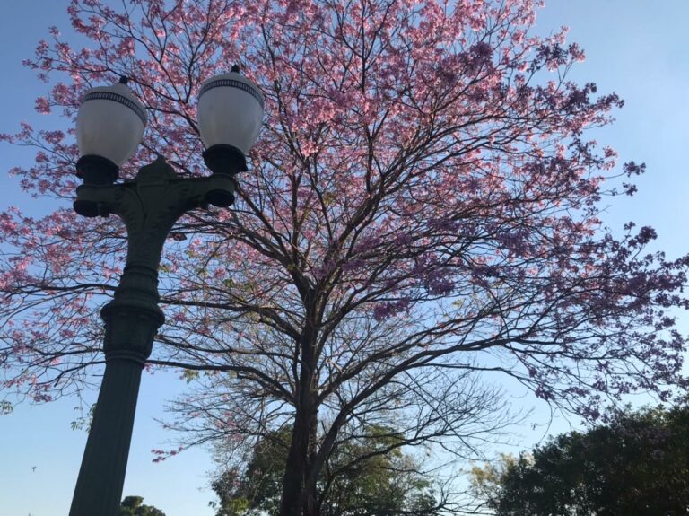 Flor-símbolo do Brasil, Ipês florescem e colorem a cidade de Rio Branco