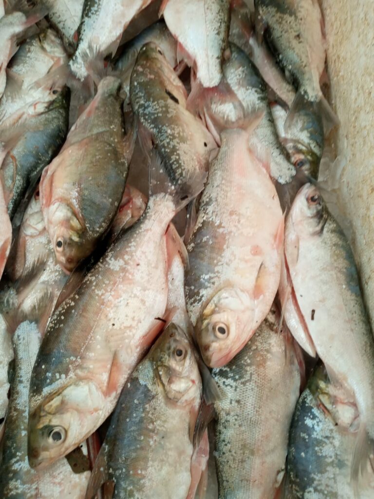 Duas toneladas de branquinha trazidas de Humaitá chegam ao mercado de Sena Madureira